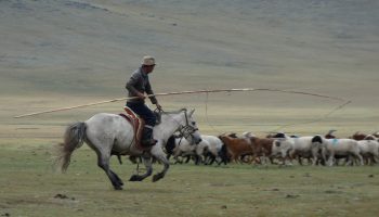 Un nomade a cavallo governa il proprio gregge di capre e pecore. Foto Paolo Moiola.